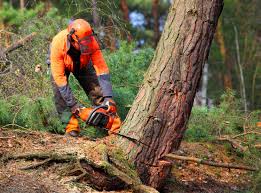 Best Tree Trimming and Pruning  in Sea Bright, NJ